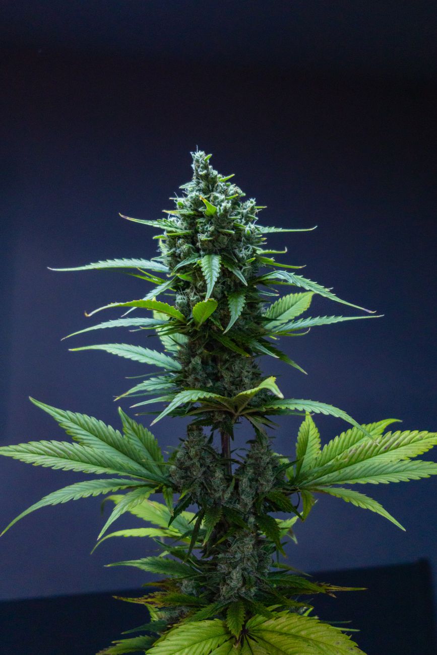 Vista detallada de una planta de cannabis sobre fondo oscuro.