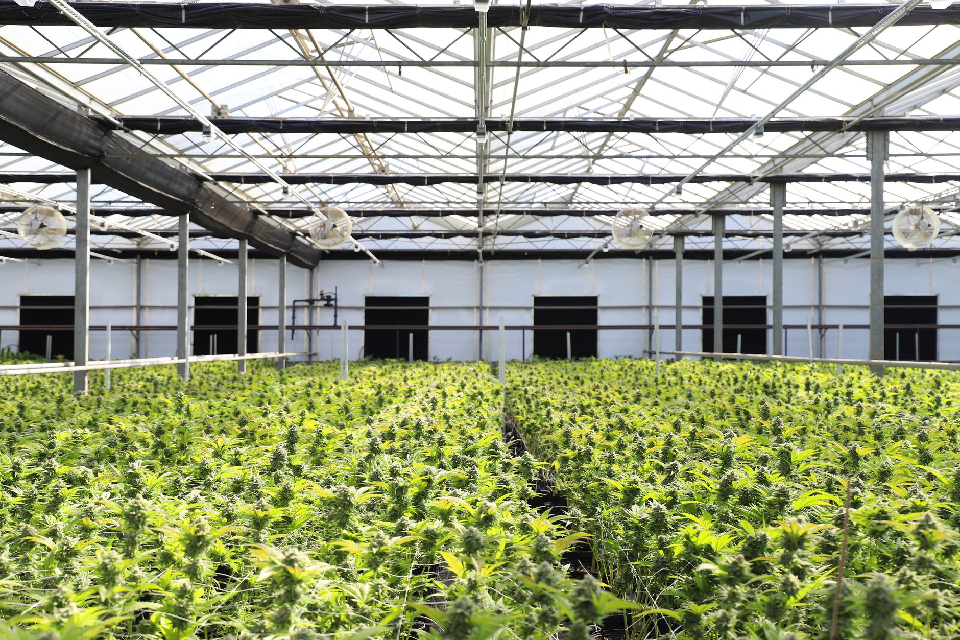 Un vibrante invernadero interior con abundantes plantas de cannabis prosperando bajo luz natural.