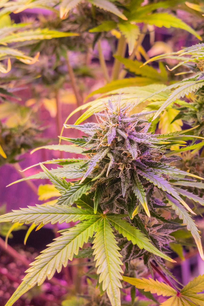 Imagen detallada de una planta de cannabis con cogollos morados y hojas verdes bajo luces de cultivo.