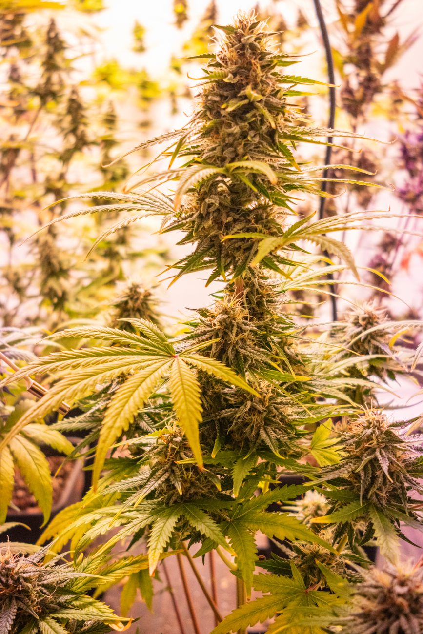 Primer plano detallado de una exuberante planta de cannabis creciendo en interior bajo iluminación cálida.