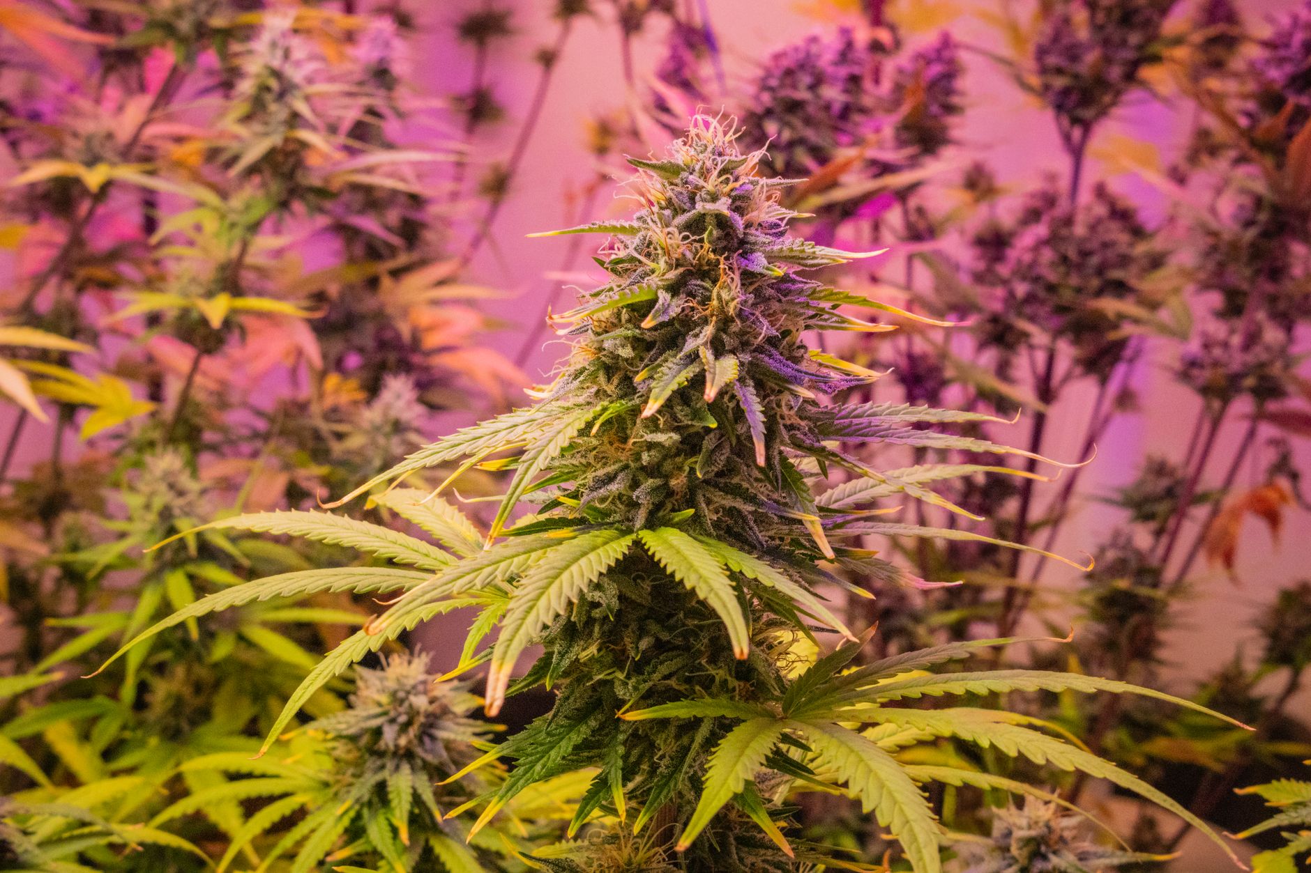 Vista detallada de una planta de cannabis con iluminación rosa vibrante, en interior.