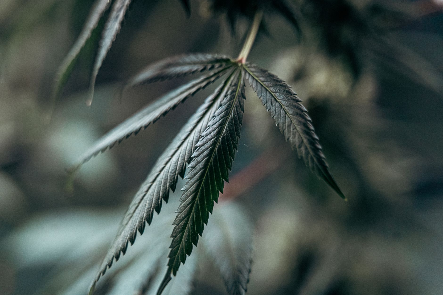Imagen detallada de una hoja de cannabis con fondo desenfocado, resaltando la textura y el crecimiento.