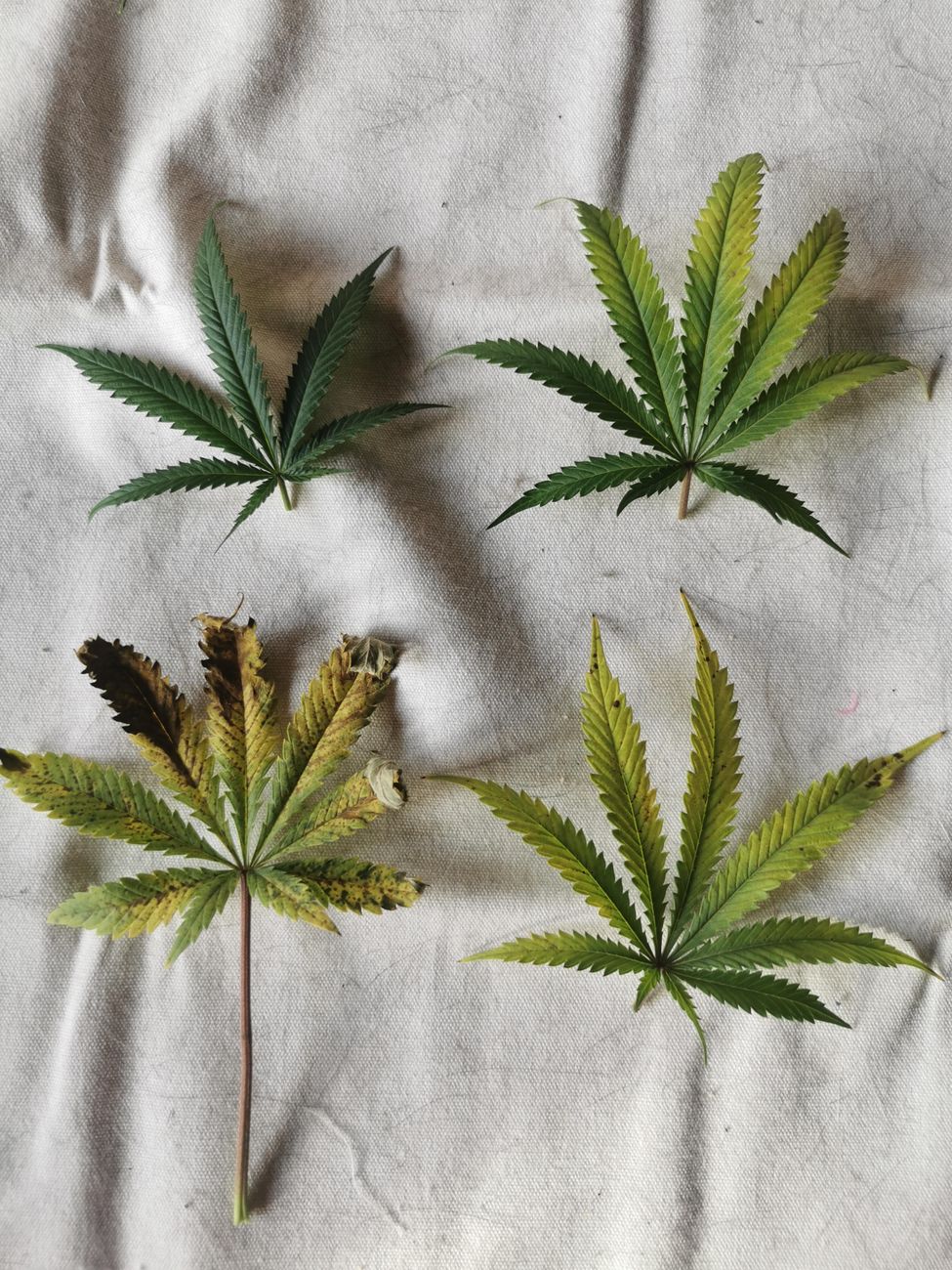 Hojas de cannabis variadas sobre una superficie de tela con textura.