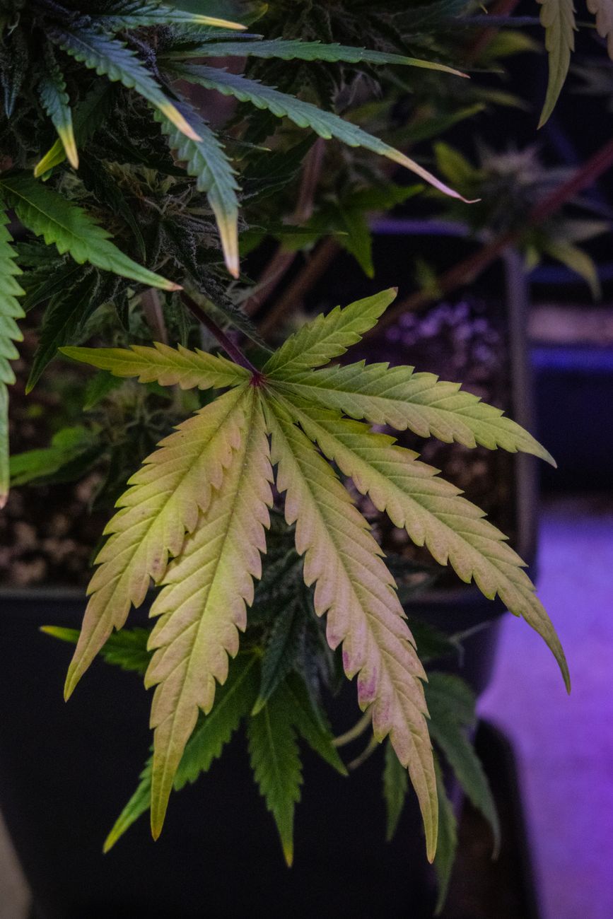 Primer plano vívido de una hoja de cannabis en un jardín de interior.