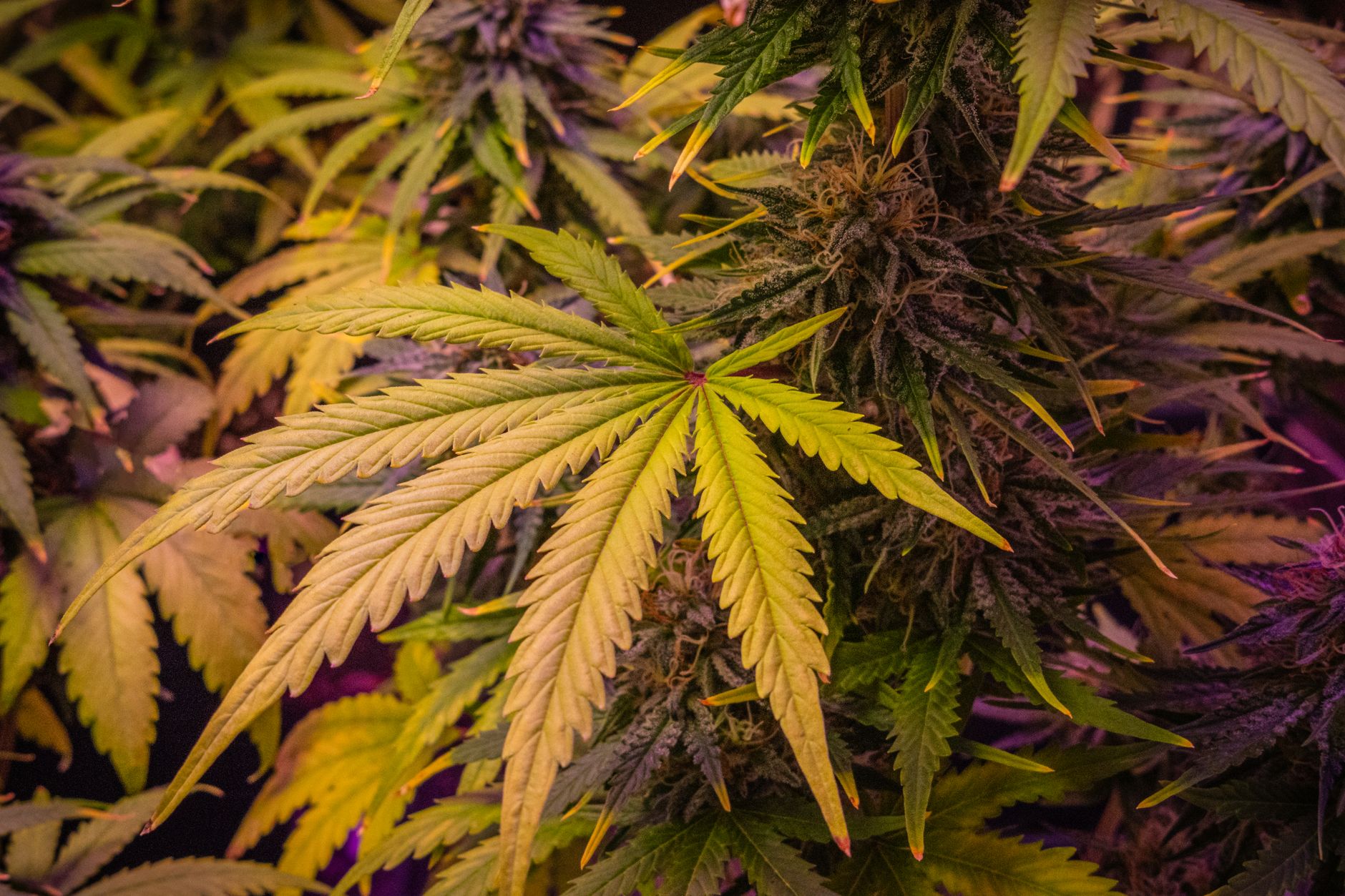 Vista de cerca de exuberantes plantas de cannabis que muestran hojas y cogollos con gran detalle.