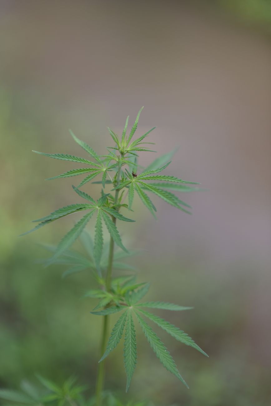 Vista detallada de una planta de cannabis con hojas de un verde vibrante, captada al aire libre.
