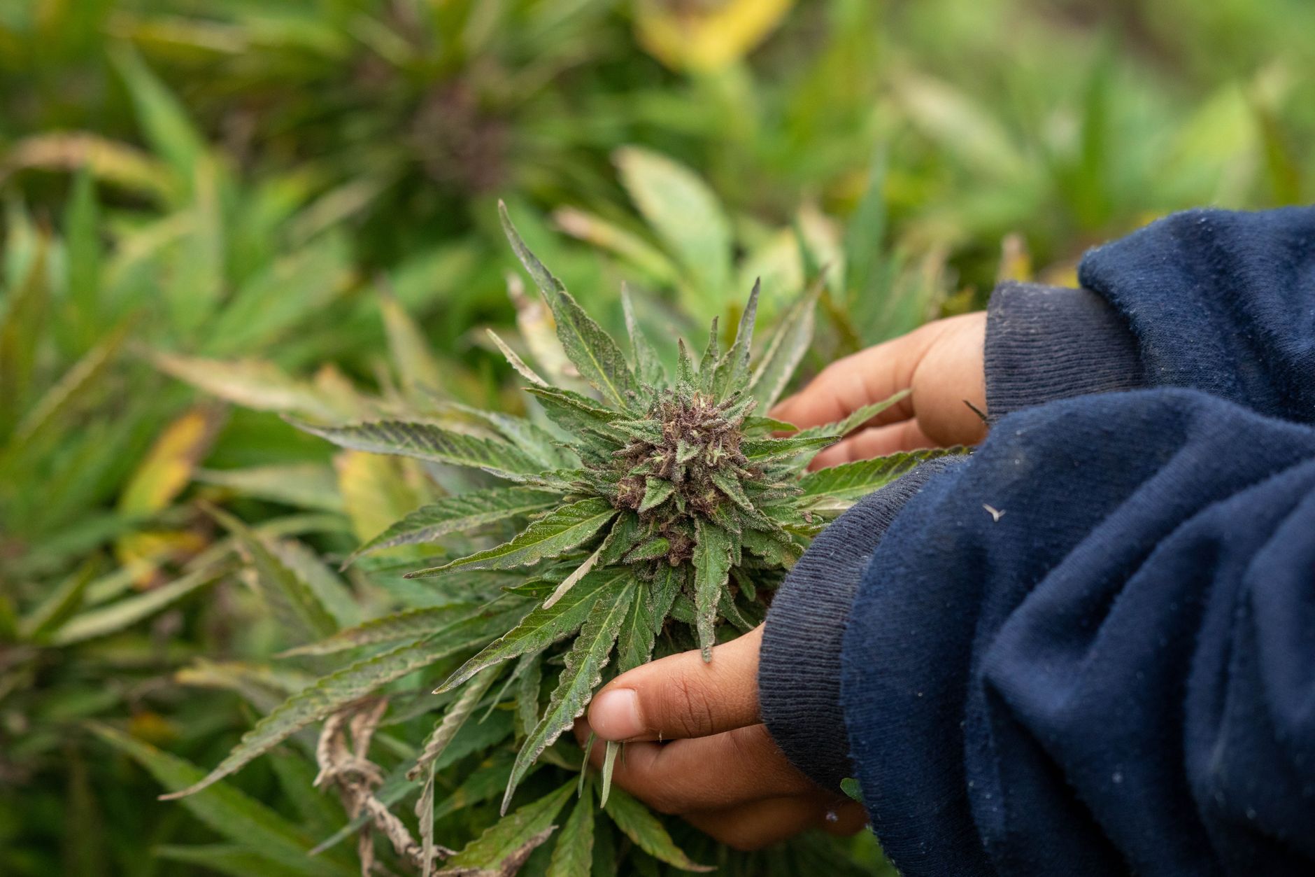 Manos sosteniendo suavemente una planta de cannabis madura al aire libre, mostrando el crecimiento y el cultivo natural.