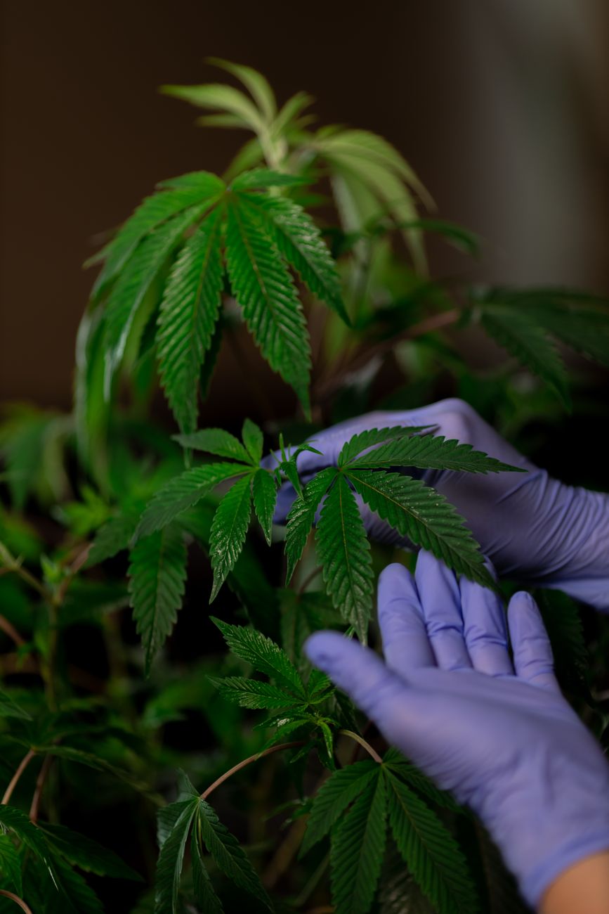Manos con guantes examinando hojas de una planta de cannabis en interior, destacando el crecimiento y el cultivo.