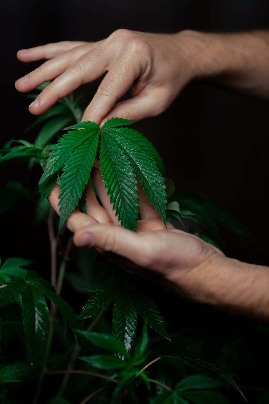 Primer plano de unas manos sosteniendo suavemente una hoja de cannabis fresca sobre un fondo oscuro.