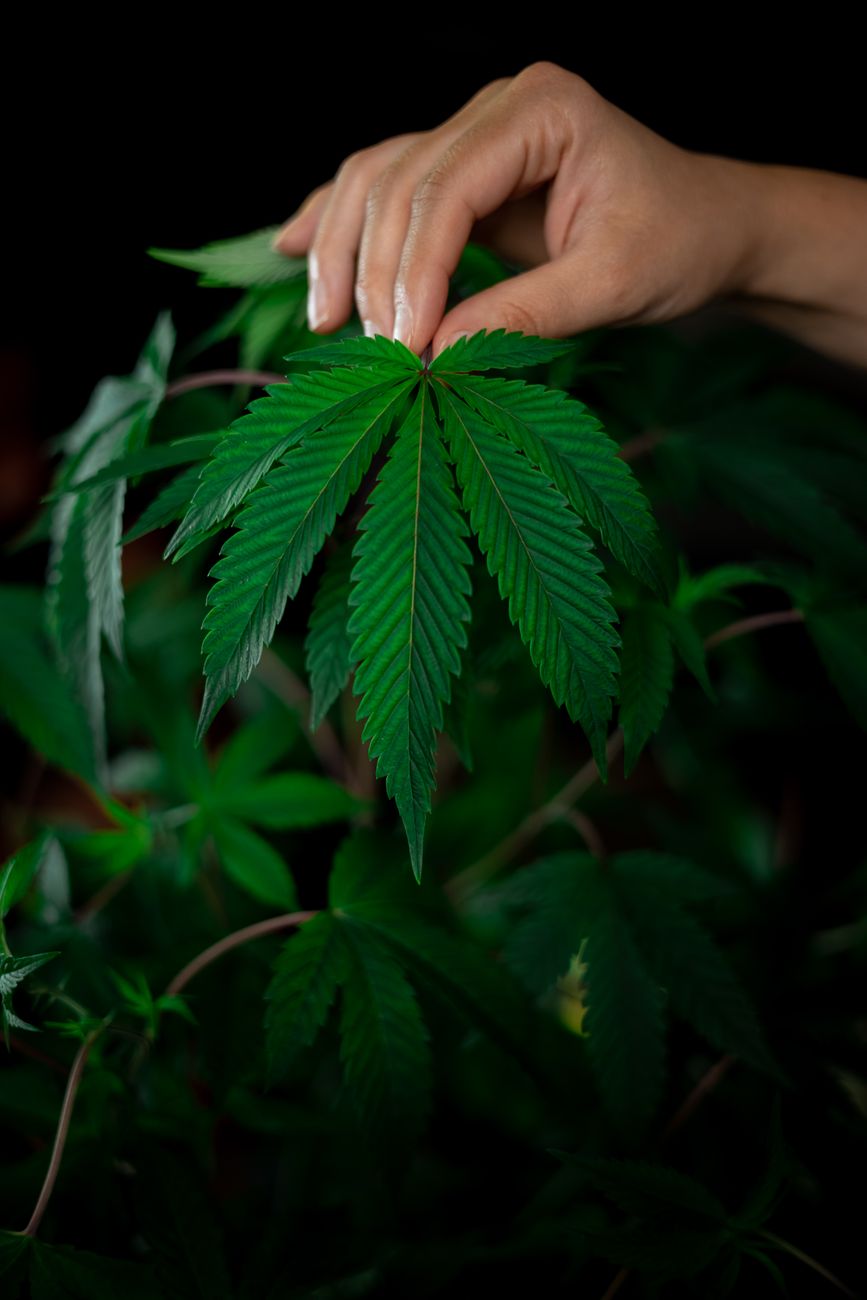 Una mano sostiene suavemente una vibrante hoja de cannabis sobre un fondo oscuro, mostrando su detalle y frescura.