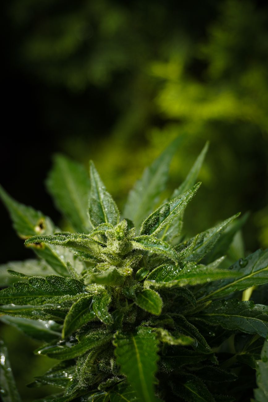 Macro de alta calidad de una planta de cannabis mostrando hojas verdes y tricomas visibles.
