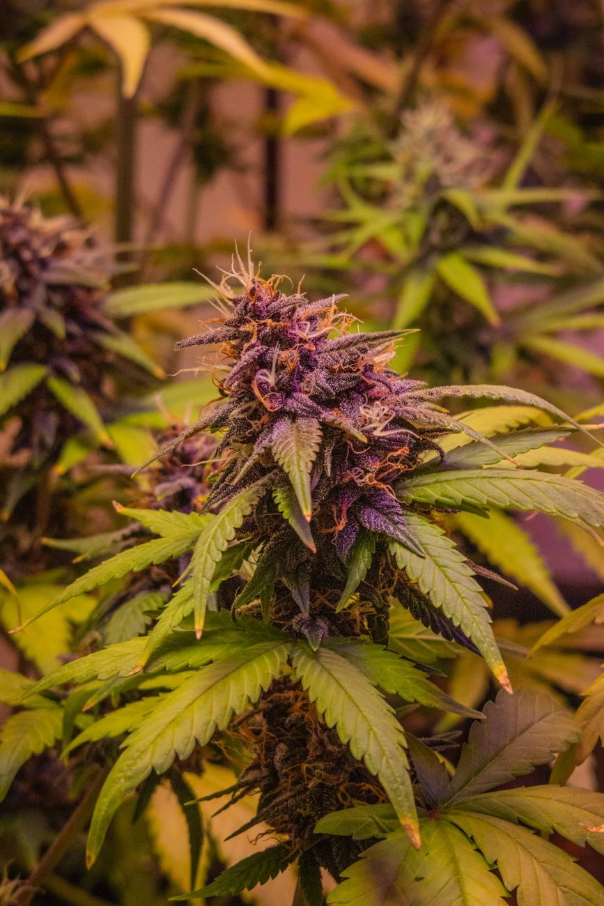 Imagen detallada de una planta de cannabis con vibrantes cogollos morados, destacando su fase de crecimiento.