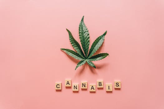 Vista cenital de una hoja de cannabis con letras de madera que deletrean 'cannabis' sobre fondo rosa.