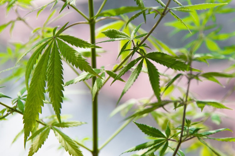 Planta de cannabis saludable con hojas vibrantes — genéticas de calidad y técnica de cultivo adecuada determinan la experiencia final ya sea que dabees o vapees