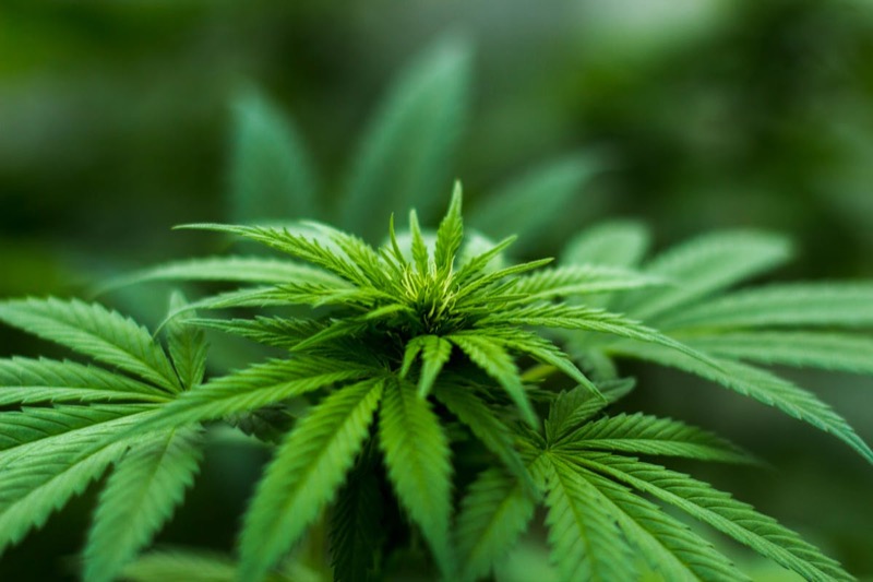 Planta de cannabis lista para la cosecha con cogollos maduros y tricomas resinosos visibles en las puntas de la cola