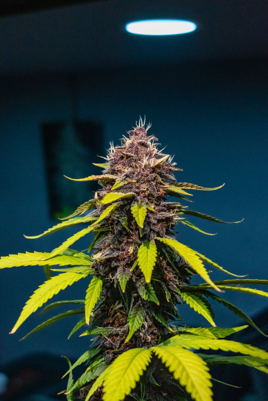Primer plano de una vibrante planta de cannabis con hojas características bajo iluminación de interior.