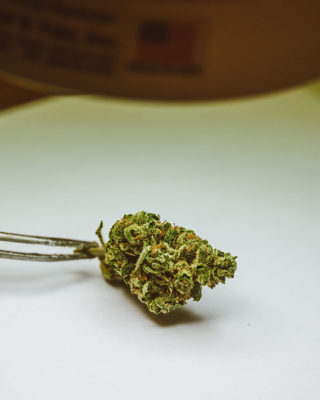 Primer plano detallado de un cogollo de cannabis sostenido con pinzas sobre un fondo neutro.