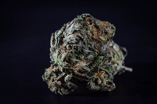 Imagen detallada de un cogollo de cannabis sobre fondo negro, resaltando su textura y detalle.