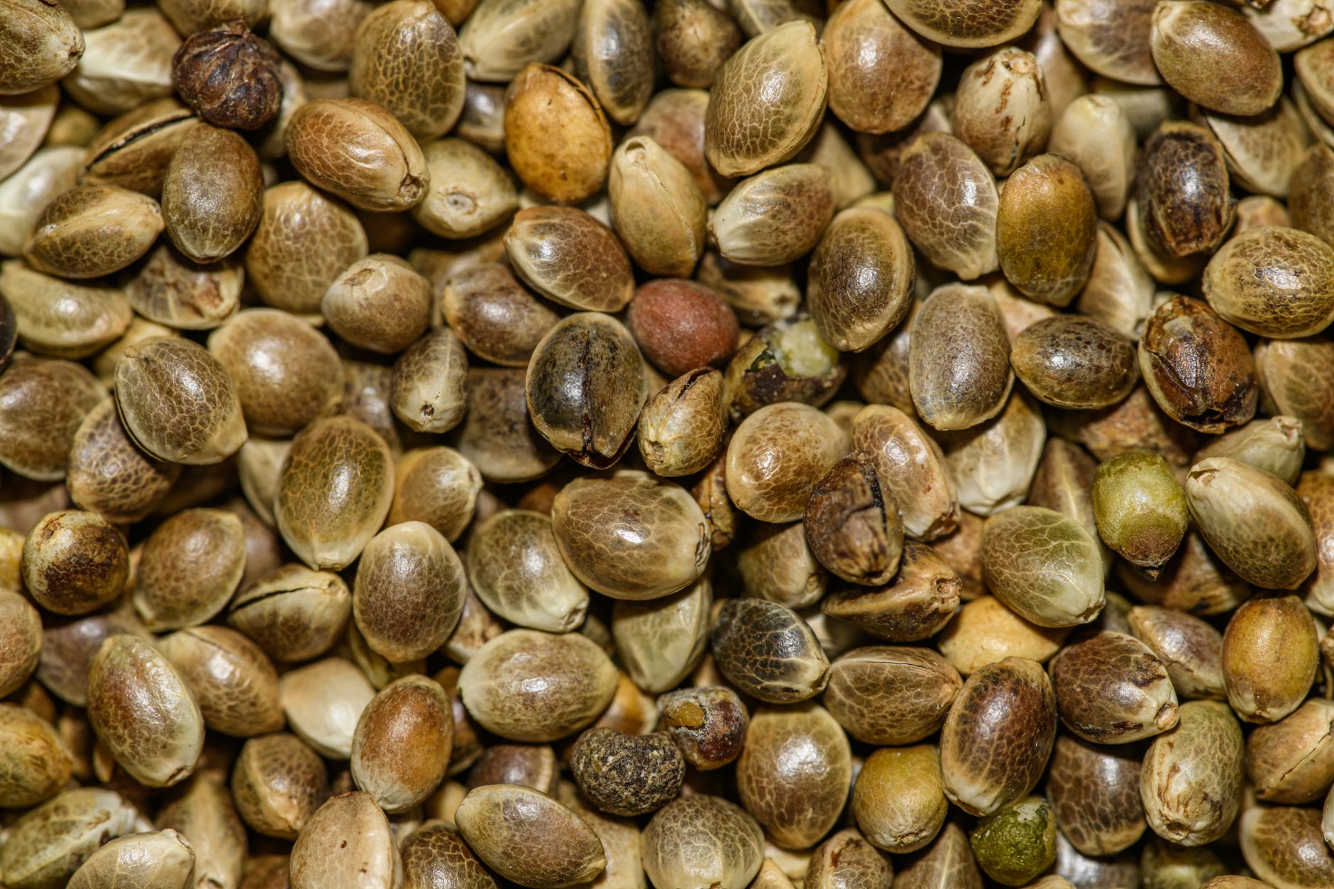 Primer plano detallado de semillas de cáñamo que muestra sus texturas naturales y su valor nutricional.