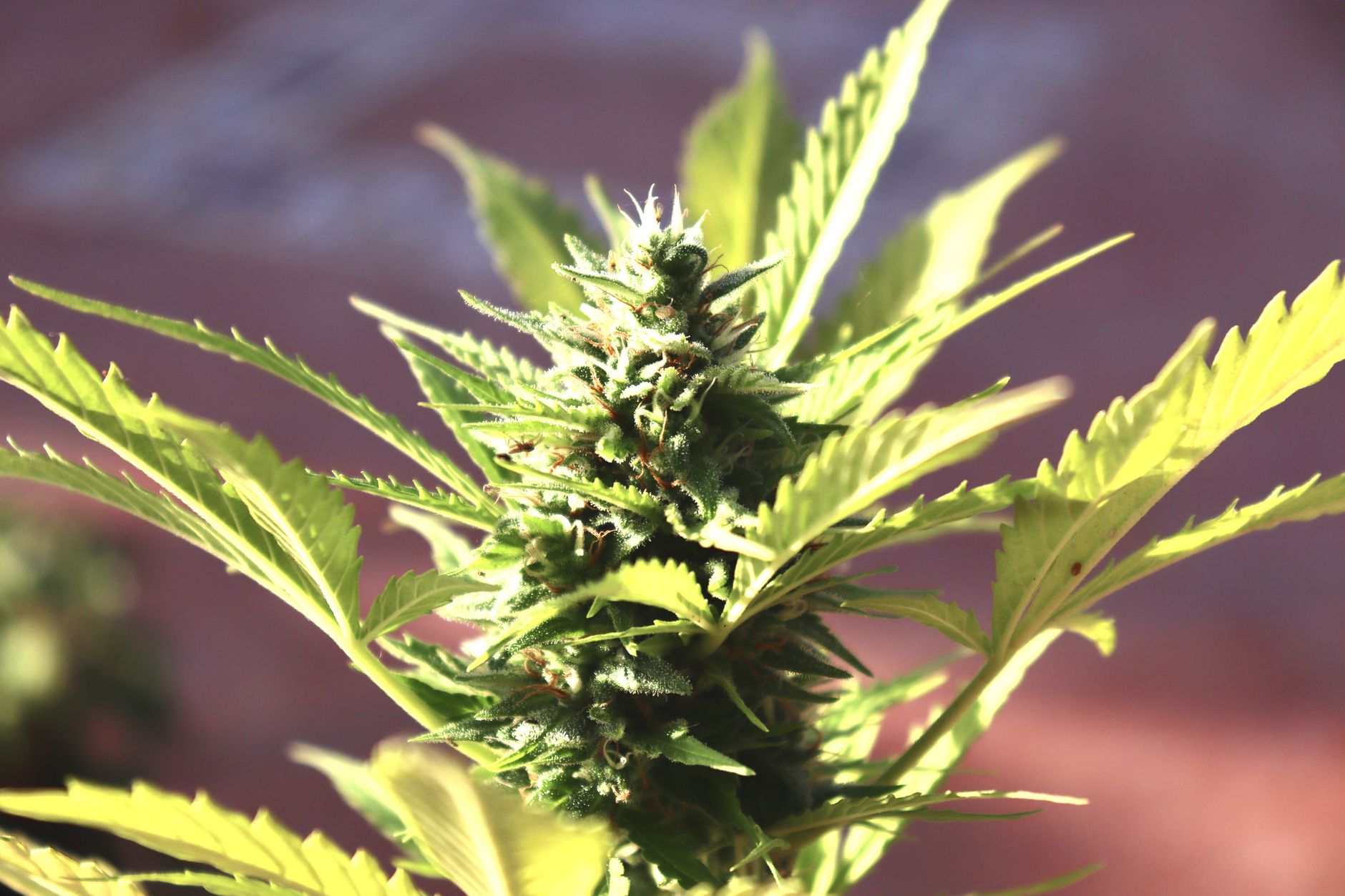 Macro de un cogollo de planta de cannabis que muestra hojas y tricomas en detalle.