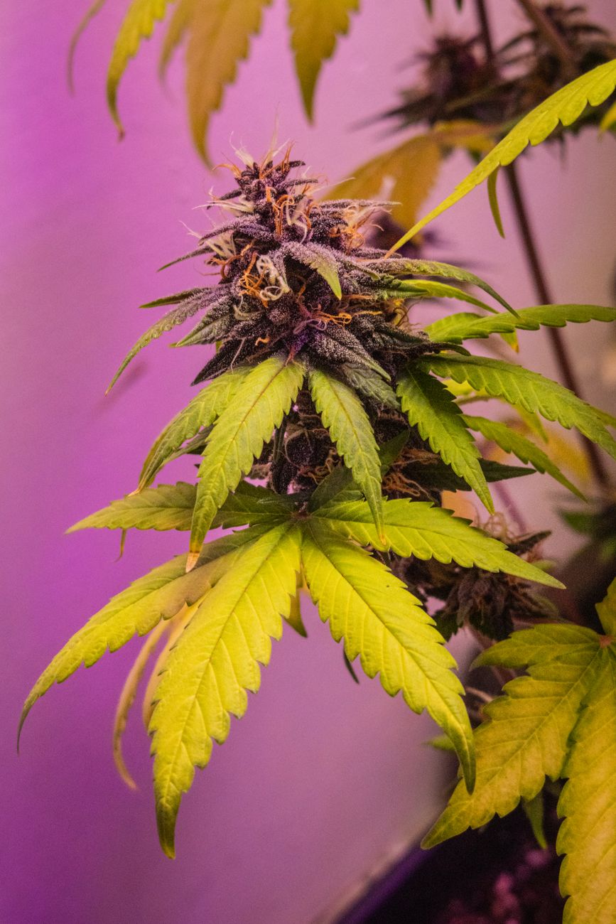 Vista detallada de una planta de cannabis con cogollos y hojas coloridas bajo luz morada.