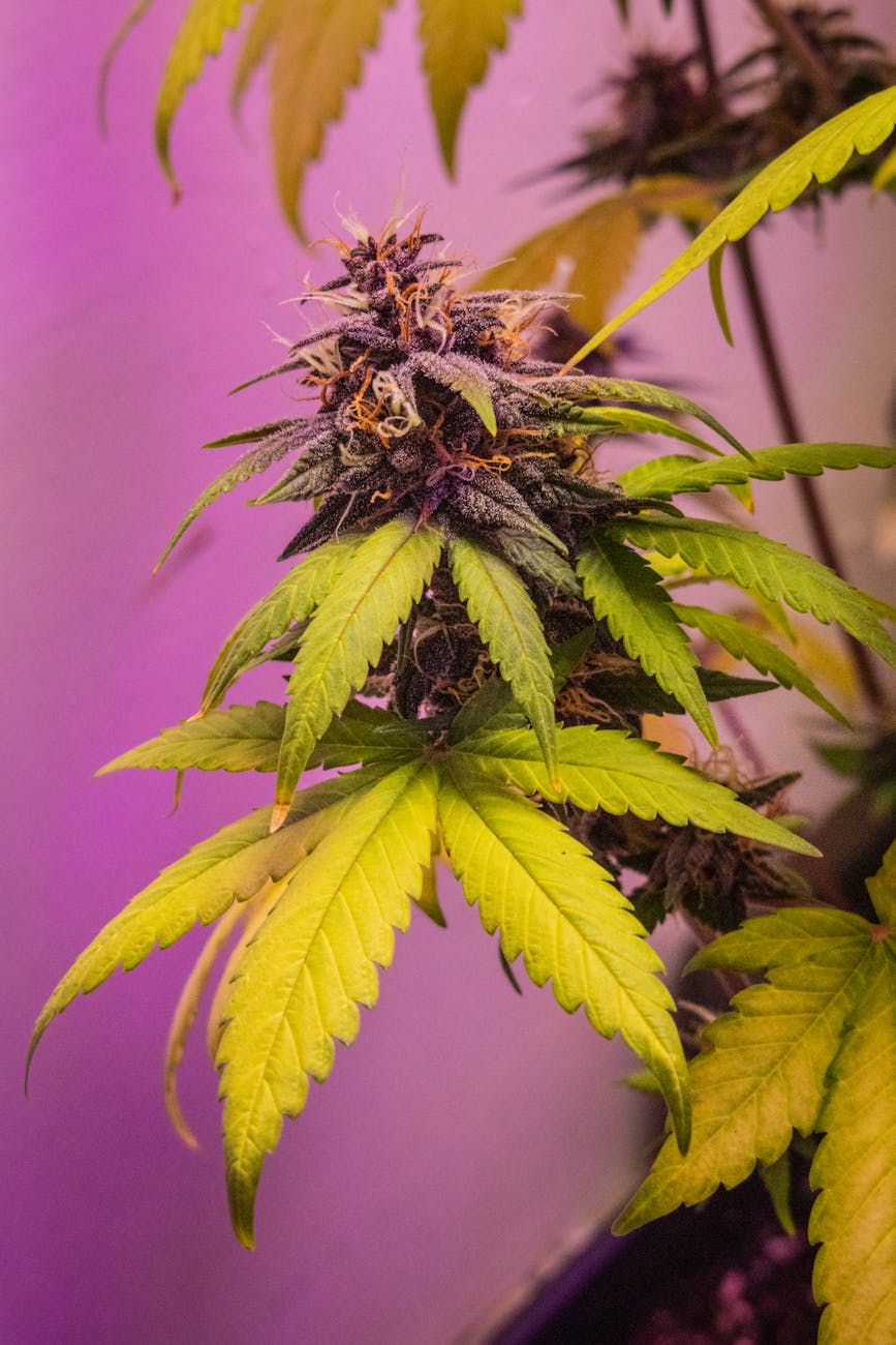 Vista detallada de una planta de cannabis con cogollos y hojas de colores bajo luz morada.