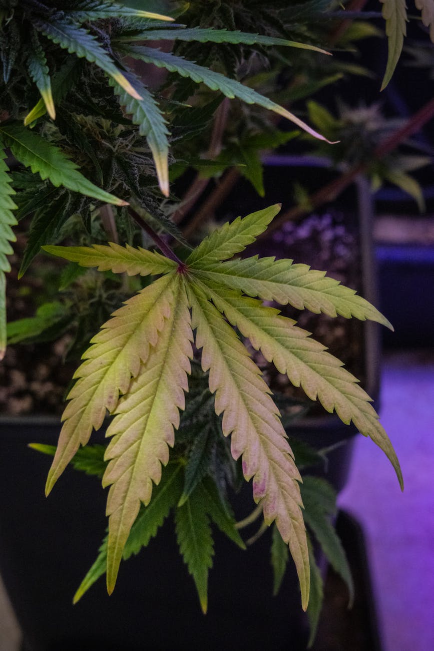 Primer plano nítido de una hoja de cannabis en un cultivo de interior.
