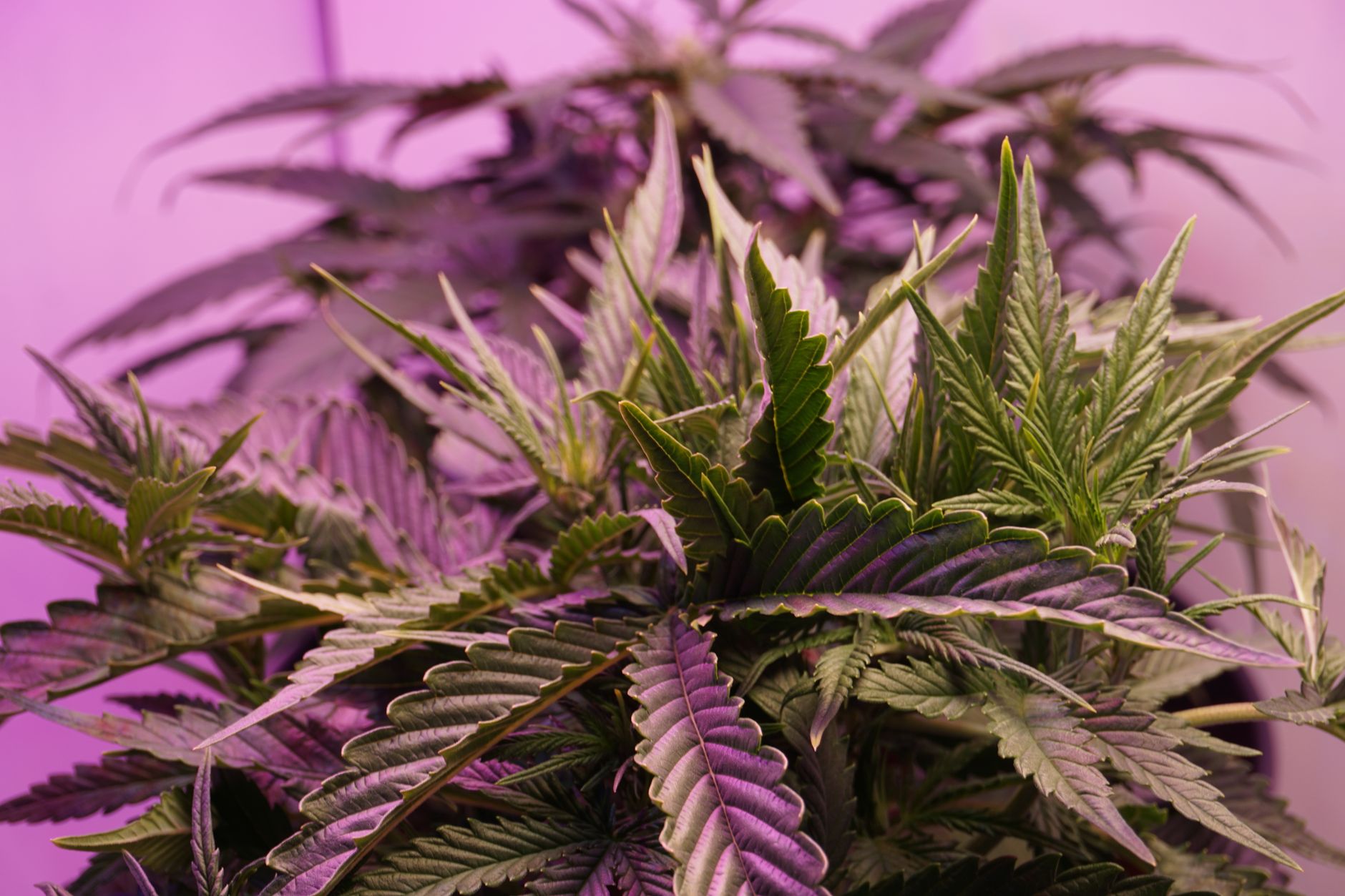 Primer plano detallado de hojas de cannabis iluminadas con luz morada, mostrando un follaje exuberante.