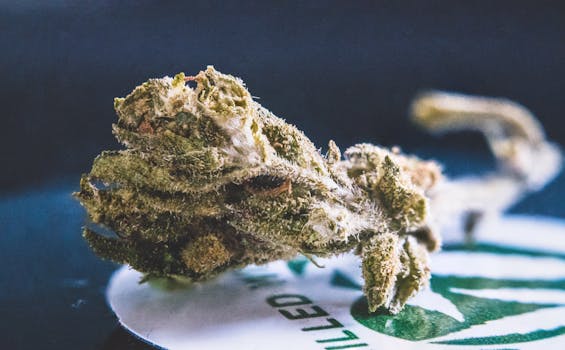 Vista detallada de un cogollo de cannabis seco, mostrando su textura y tricomas.