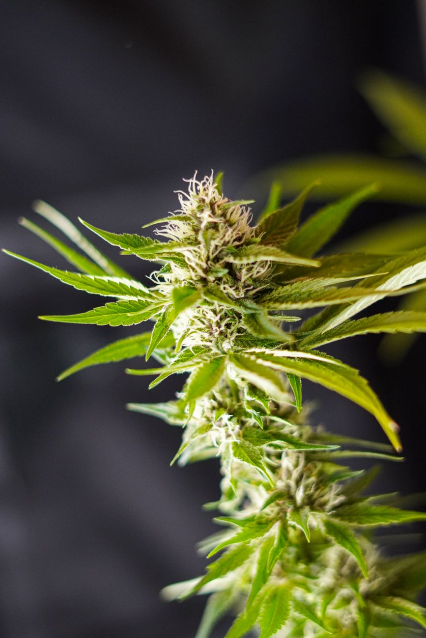 Fotografía vertical de un cogollo de cannabis vibrante con hojas verdes, mostrando tricomas y texturas.