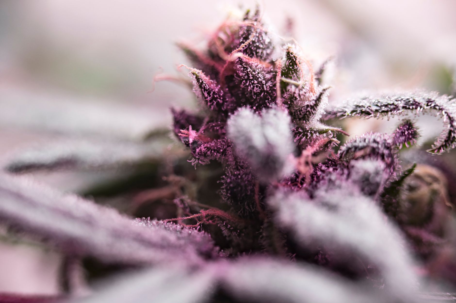 Primer plano macro detallado de un cogollo de cannabis cubierto de tricomas con colores vibrantes y enfoque suave.