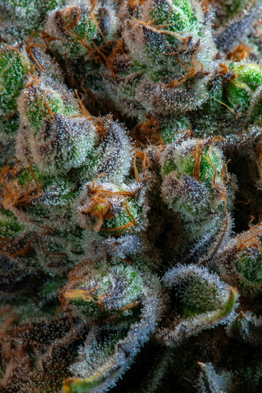 Primer plano macro de cogollos de cannabis cubiertos de tricomas en Paraguay.