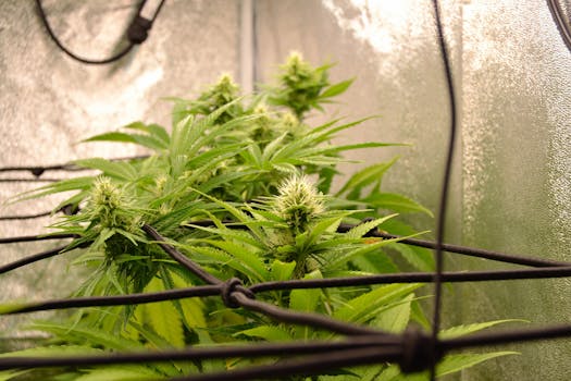 Primer plano de una planta de cannabis sana con cogollos en un entorno interior controlado.