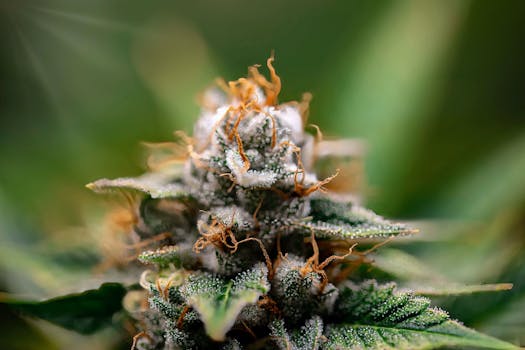 Fotografía macro en primer plano de un cogollo de cannabis escarchado con tricomas detallados.