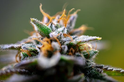 Primer plano de un cogollo de cannabis con tricomas escarchados en un entorno exterior tranquilo.