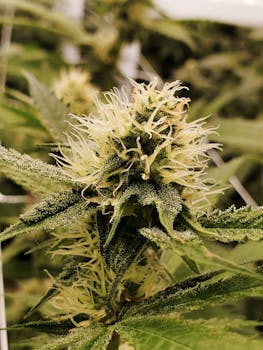 Fotografía macro detallada de una flor de cannabis que muestra sus intrincados detalles y tricomas.