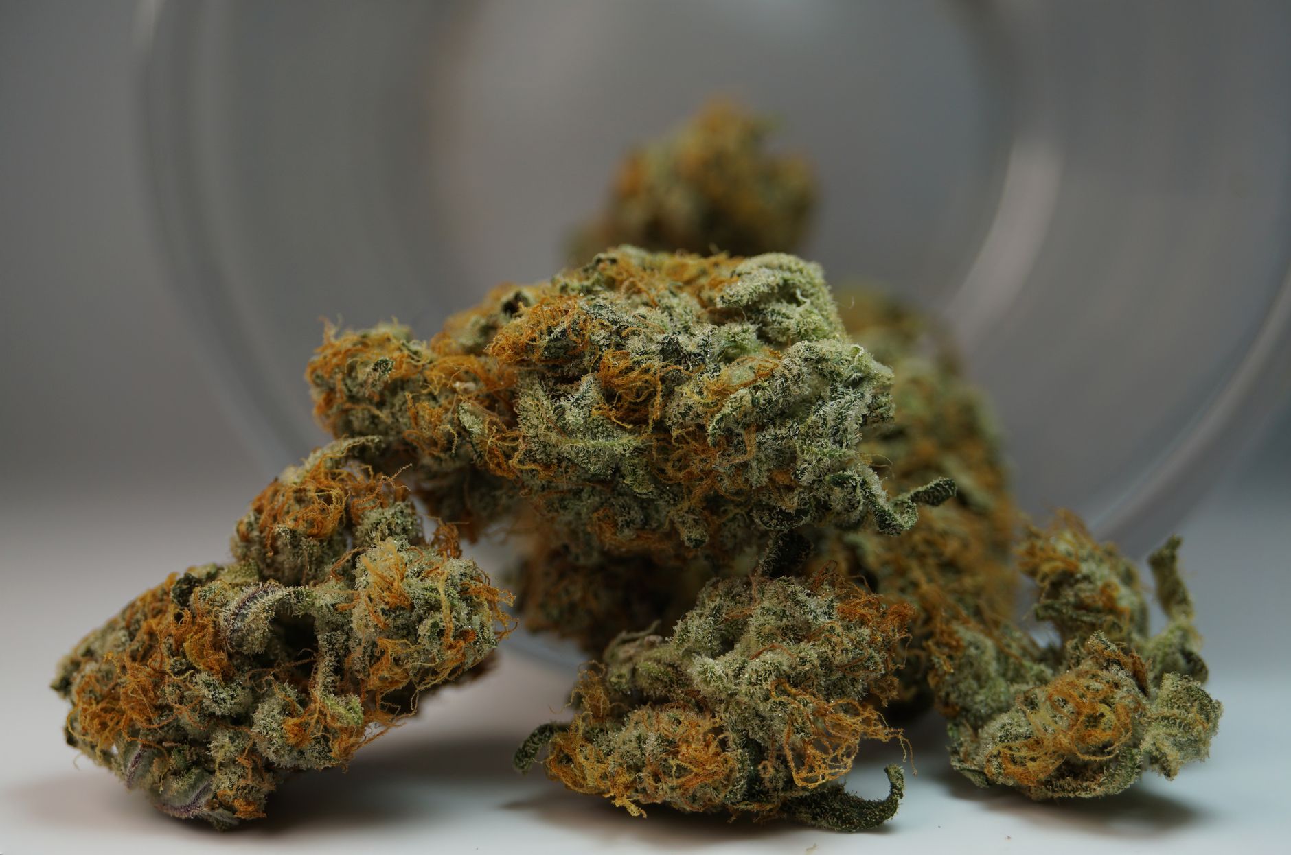 Vista detallada de cogollos de cannabis con pistilos naranjas, destacando texturas y colores.