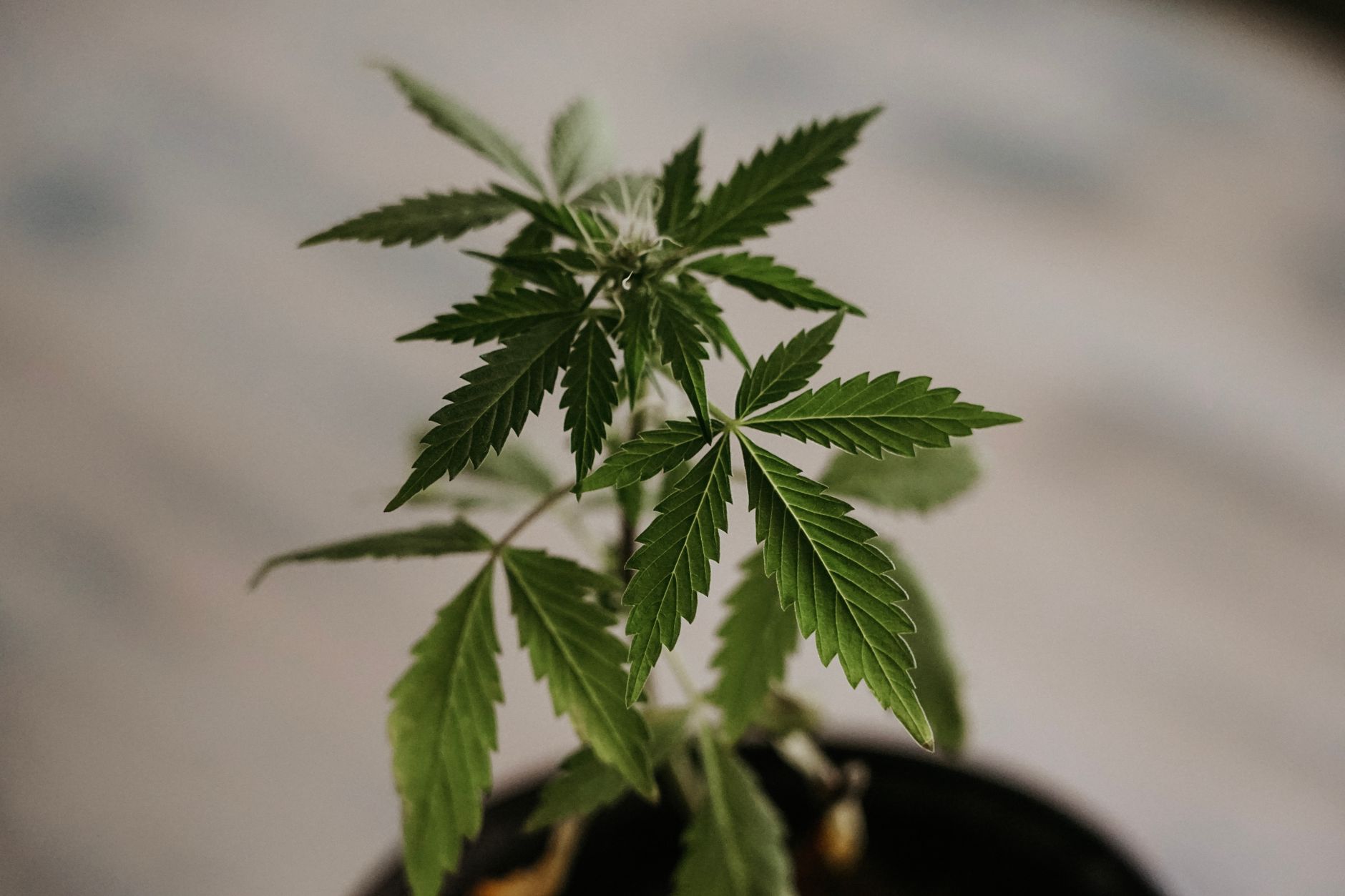 Primer plano detallado de hojas de cannabis verdes, mostrando sus característicos bordes dentados.