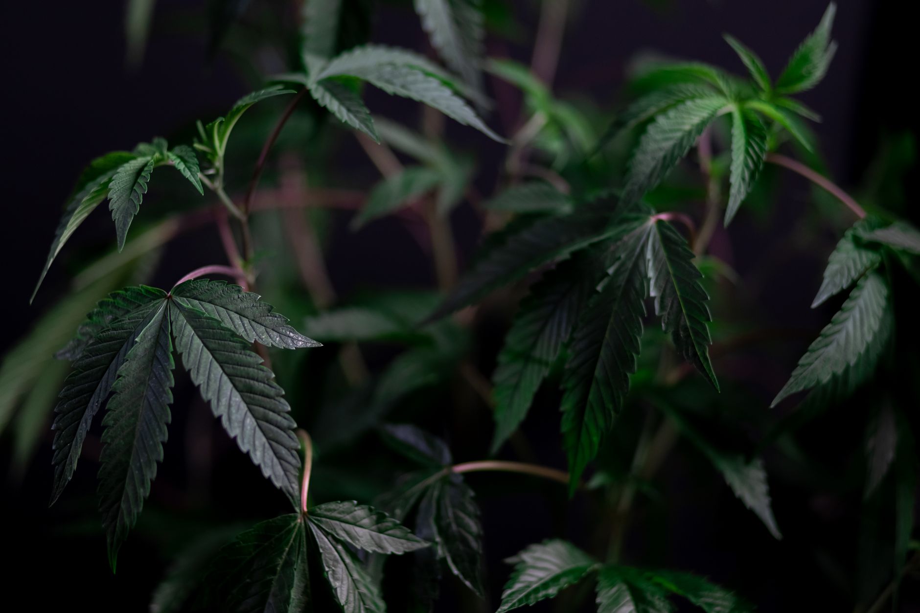 Primer plano de hojas de cannabis vibrantes que muestran un crecimiento exuberante con enfoque selectivo.