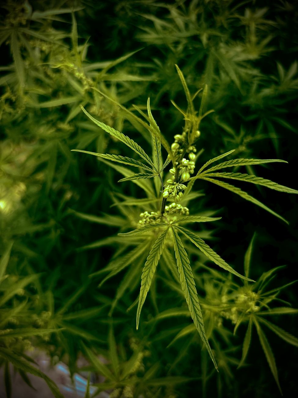 Primer plano de una planta de cannabis con hojas verdes vibrantes y cogollos en desarrollo.