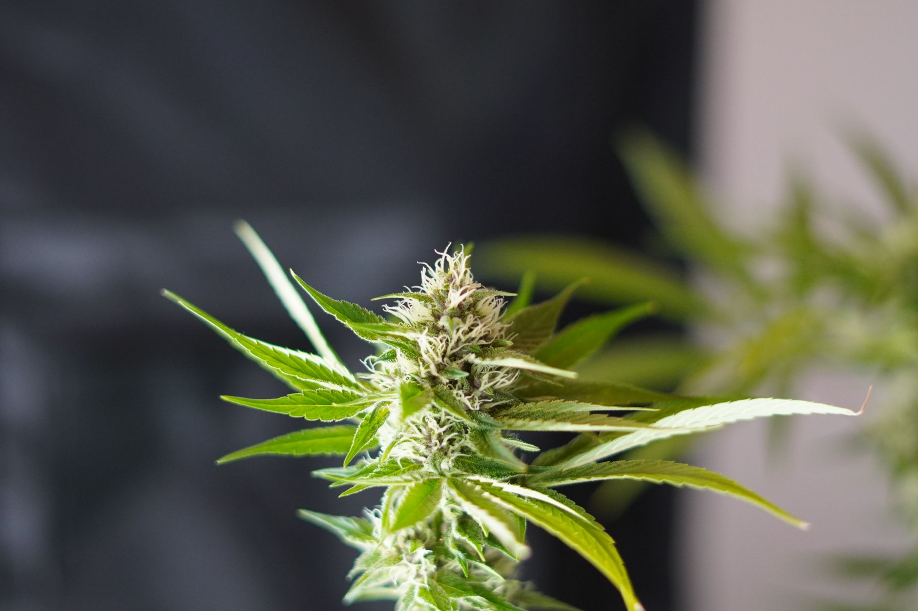 Primer plano vívido de una planta de cannabis que muestra sus exuberantes hojas verdes con fondo desenfocado.