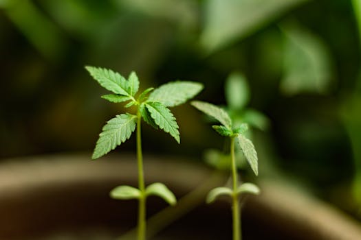 Primer plano de plántulas de cannabis en fase de crecimiento temprano con hojas de color verde vibrante.