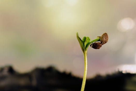 Plano detallado de una plántula joven de cannabis brotando del sustrato, destacando sus primeras etapas de crecimiento.