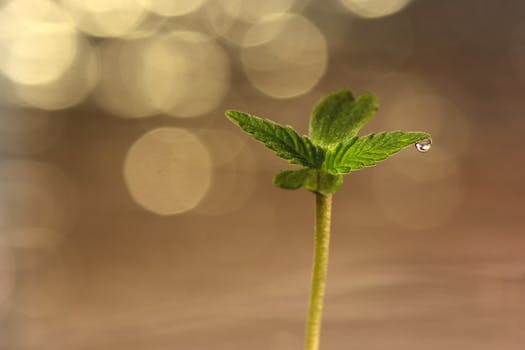 Primer plano de una plántula de cannabis con una gota de agua sobre la hoja, que muestra su crecimiento y frescura.