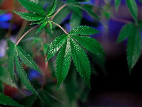 Primer plano nítido de hojas de cannabis verde brillante que muestran crecimiento y salud.