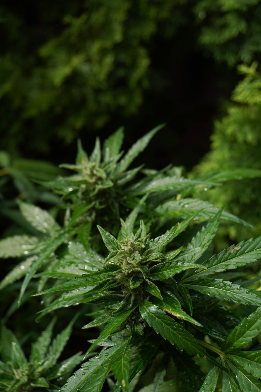 Primer plano de una planta de cannabis fresca con gotas de rocío, destacando su belleza natural y potencial medicinal.
