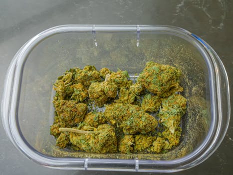 Recipiente de plástico transparente lleno de cogollos de cannabis secos visto desde arriba, con textura y color bien definidos.