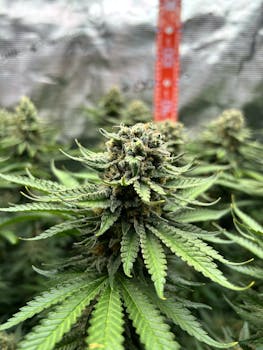 Vista detallada de una flor de planta de cannabis en un cultivo interior, mostrando tricomas y hojas.