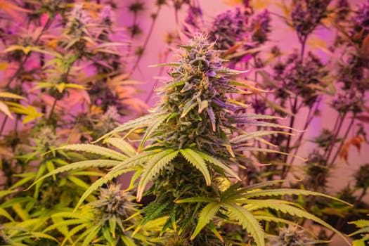 Vista detallada de una planta de cannabis con iluminación rosa vibrante, en interior.