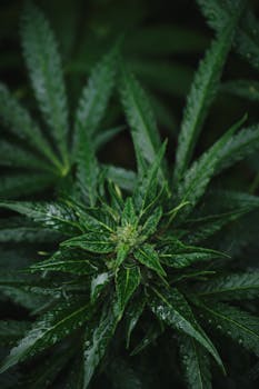 Vista detallada de hojas frescas de cannabis con gotitas de rocío que muestran la pureza natural y el crecimiento orgánico.